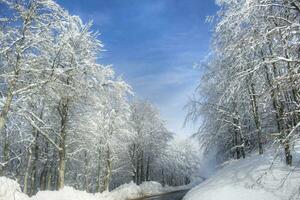 nevoso foresta su un' soleggiato giorno foto