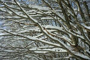 innevato albero ramo foto