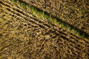 vista di un campo di grano foto