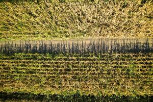 Visualizza di un' campo di Mais foto