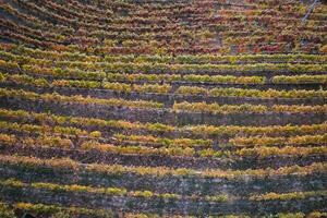 vigneto nel il autunno foto