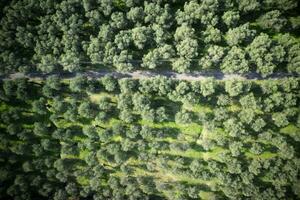 aereo Visualizza di un oliva boschetto foto