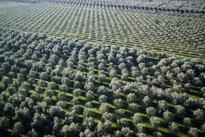 piantagione di oliva alberi foto