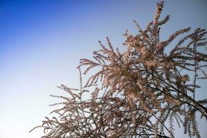 il tamerice fiore con piccolo fiori foto