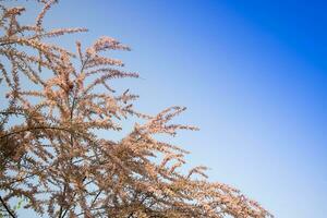 il tamerice fiore con piccolo fiori foto