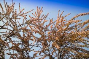 il tamerice fiore con piccolo fiori foto