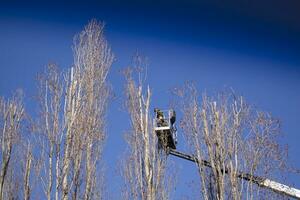 potatura di alto alberi foto