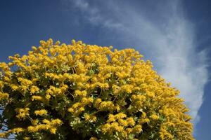 il fiore di sedum palmeri foto