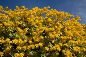 il fiore di sedum palmeri foto