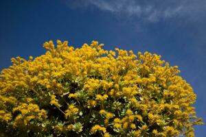 il fiore di sedum palmeri foto