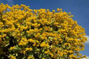 il fiore di sedum palmeri foto