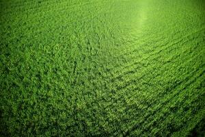 neonato verde Grano foto