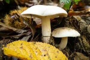 varietà di sottobosco funghi foto