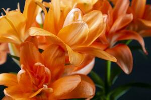 il fiore di il lilium nel il arancia varietà foto