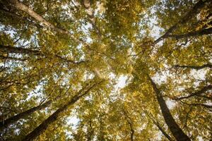 parte inferiore Visualizza di un' faggio foresta foto