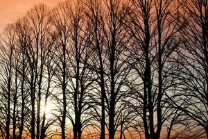 tramonto al di sopra di un' riga di inverno alberi foto