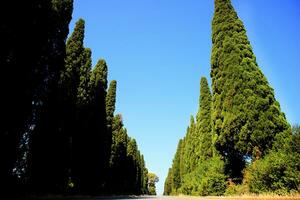 il bordato di cipressi viale principale per bolgheri Italia foto