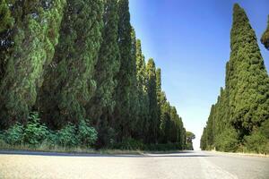 il bordato di cipressi viale principale per bolgheri Italia foto