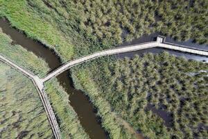 pedone passerella dentro il parco di massaciuccoli Italia foto