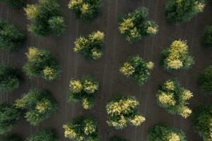 righe di oliva alberi visto a partire dal sopra foto