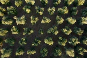 righe di oliva alberi visto a partire dal sopra foto