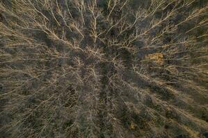 aereo Visualizza di un' foresta con spoglio alberi nel il inverno stagione foto