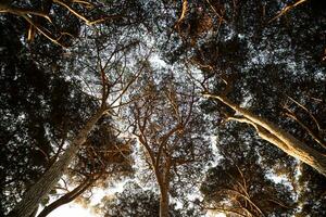 Visualizza di il sotto baldacchino di il pino foresta a alba foto