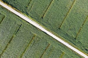 aereo Visualizza di un' campo dedito per soia coltivazione foto