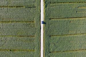 aereo Visualizza di un' campo dedito per soia coltivazione foto