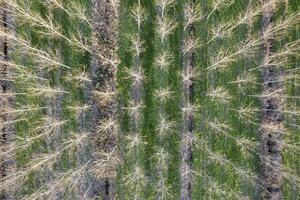 nuovo piantare di pioppo alberi per carta produzione foto