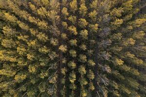 aereo Visualizza di un' pioppo foresta per carta produzione foto