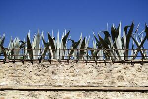 allegato parete con succulento impianti a il superiore foto