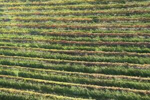 aereo Visualizza di il righe di viti foto