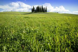 fotografico documentazione di il cipressi nel il Provincia di siena foto