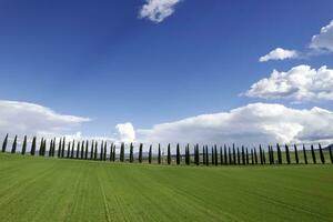 fotografico documentazione di il cipressi di il Provincia di siena foto