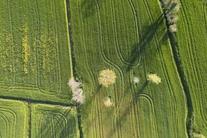 aereo Visualizza di un' Grano campo nel primavera foto