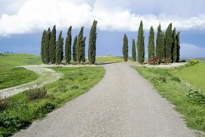 fotografico documentazione di il cipressi nel il Provincia di siena foto