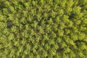 aereo fotografico tiro di un' pioppo foresta nel primavera foto