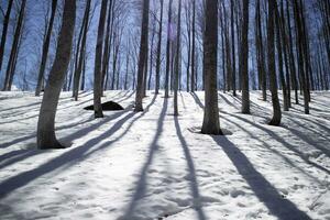 il bianca mantello di neve sotto il foresta contro il leggero foto