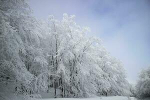 foresta dopo un' nevicata nel il mattina foto