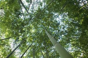 un' Visualizza su in il baldacchino di un' bambù foresta foto