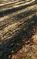 un' uomo in piedi nel un' campo con un' fuoco idrante foto