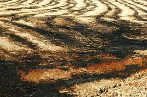 un' uomo in piedi nel un' campo con un' fuoco idrante foto