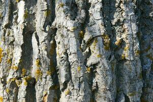 un' vicino su di un' albero con giallo e bianca lichene foto