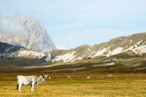 montagna paesaggio pascolo animali foto