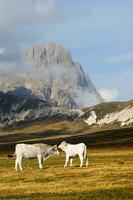 montagna paesaggio pascolo animali foto