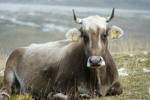 un' bianca mucca con corna posa nel un' campo foto