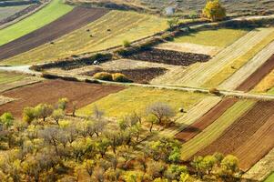 un' solitario albero nel un' campo di sporco foto