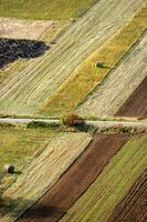 un' solitario albero nel un' campo di sporco foto