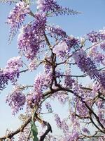 un' viola fiore è sospeso a partire dal un' albero foto